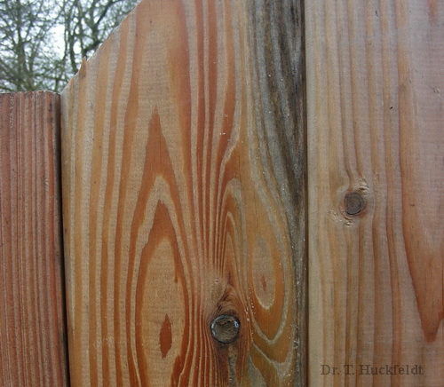 Bluepilze an Splintholz der Lrche - Larix sp.