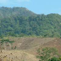 Brandrodung geffährden den Waldbestand in Suedost-Asien