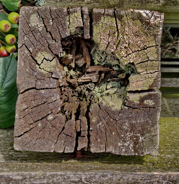 Bei Proben mit massiver Innenfäule sollte immer auch ein Teil gesundes Holz eingesandt werden.