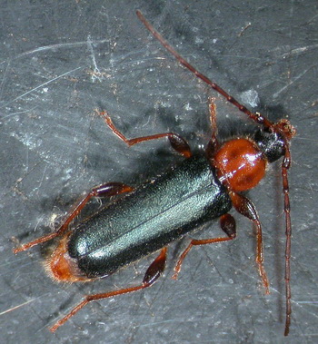 Vollinsekt des Veränderlichen Scheibenbocks (Phymatodes testaceus) mit seinen langen F&üuml;hlern