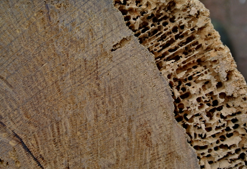 Das Splintholz wird von den Larven bevorzugt angegriffen; das Kernholz bleibt länger intakt. und bedarf in der Regel einen Vorschaden durch Pilze oder Bakterien.