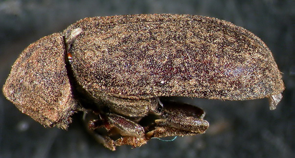 Vollinsekt des Bunten Nagekäfers (Xestobium rufovillosum) mit feiner Behaarung