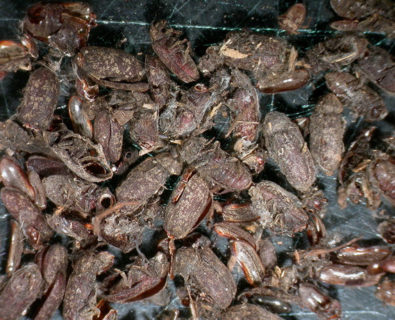 Holzzerstörende Insekten gibt es, seit Menschen in Gebäuden aus Holz wohnen. Wir finden sie z. B. in Fenstern, Pfeilern, Balken und Brettern.