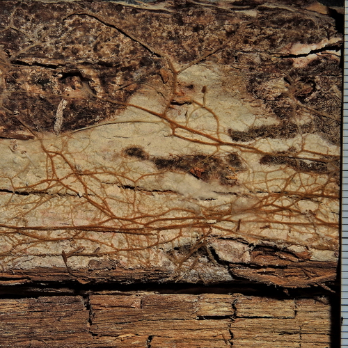 Ockerfarbene Stränge des Sternsetenpilzes und Braunfäule verursacht durch eine Fältlingshaut