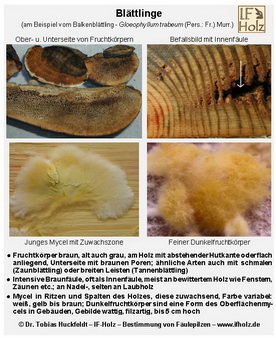 Kurze Informationskarte zum Balkenblättling