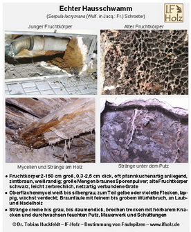 Kurze Informationskarte zum Echten Hausschwamm