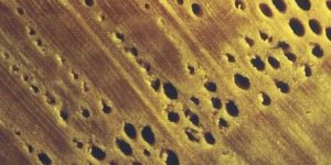 Lupenbild: Oberfläche von Eichenholz (Quercus sp.)