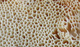 Fruchtkörper eines Porenschwammes