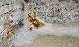Fruchtkörper mit weißem Rand - Serpula lacrymans