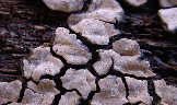 Fruchtkrper des Mosaikschichtpilzes