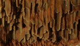 Hymenium des Echten Hausschwammes (Serpula lacrymans)