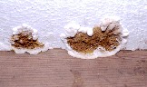 Fruchtkörper an gedämmter Decke eines Fachwerkhauses