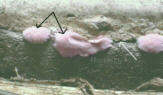 Hausschwamm: Mycel, das aus der Wand wächst.