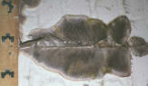Befall: Oberflächenmycel des Echten Hausschwammes aus einem Keller